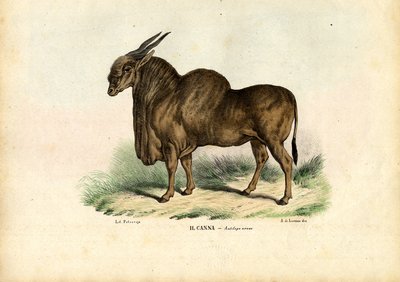 Eland, 1863-79 door Raimundo Petraroja